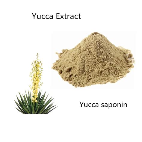  Yucca come ingrediente chiave nella produzione di alimenti per animali e biocombustibili!